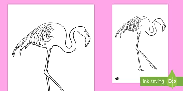Flamingo colouring page teacher made