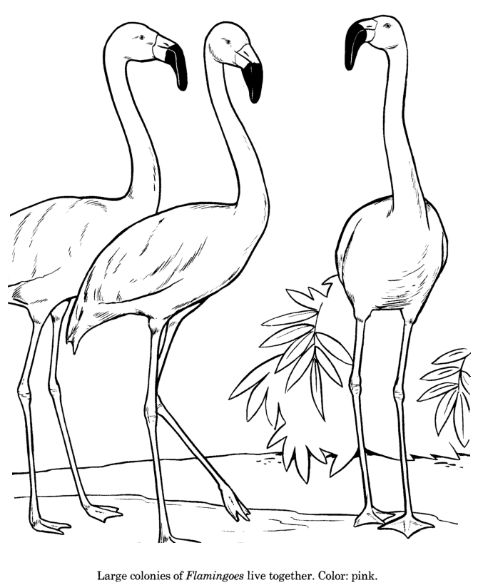 Animal drawings coloring pages flamingo bird identification drawing and coloring pages