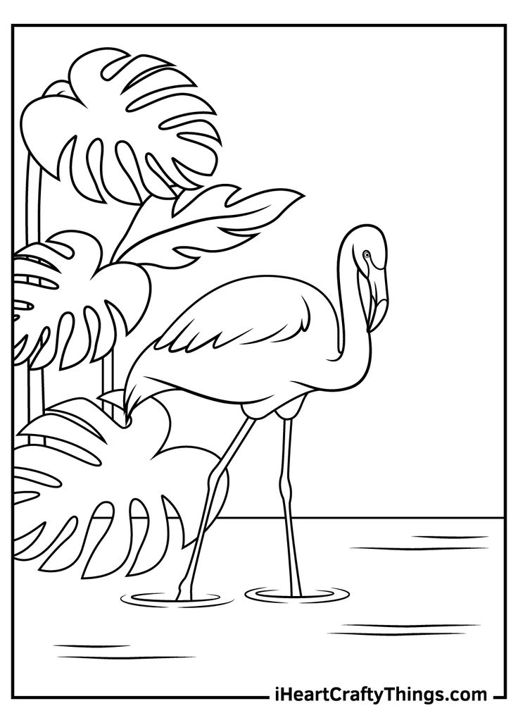 Flamingos coloring pages flamingo coloring page coloring pages flamingo art