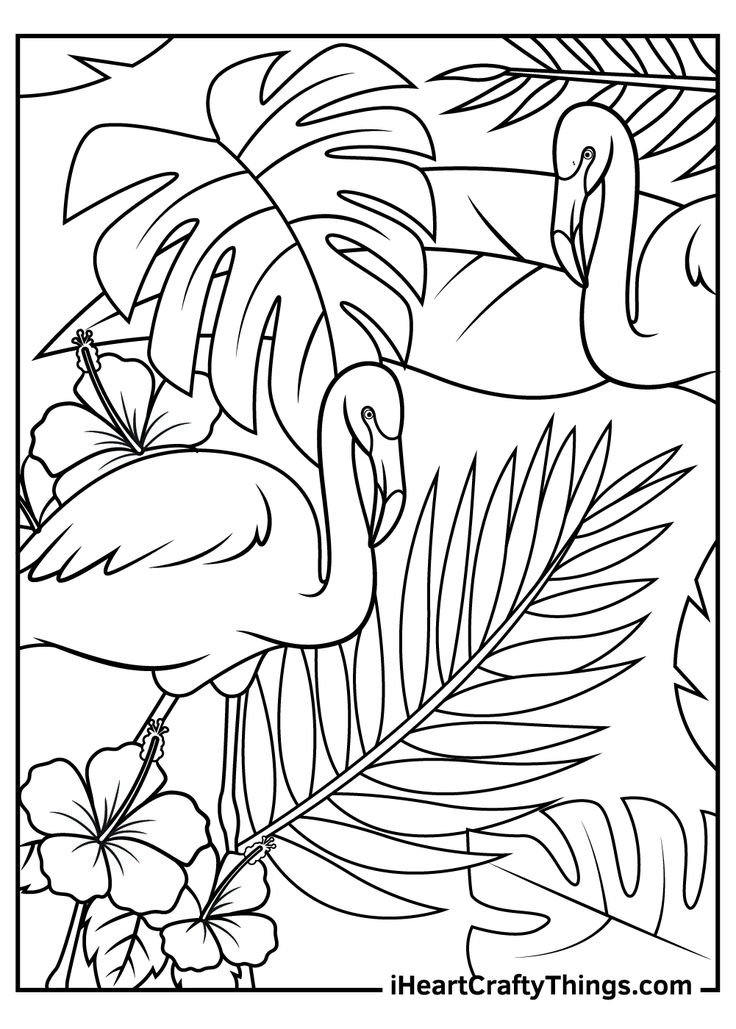 Flamingos coloring pages flamingo coloring page bird coloring pages peacock coloring pages