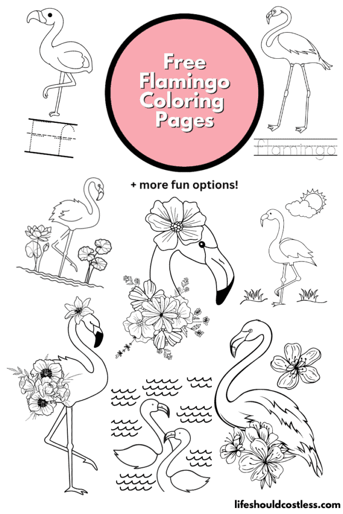 Flamingo coloring pages free printable pdf templates