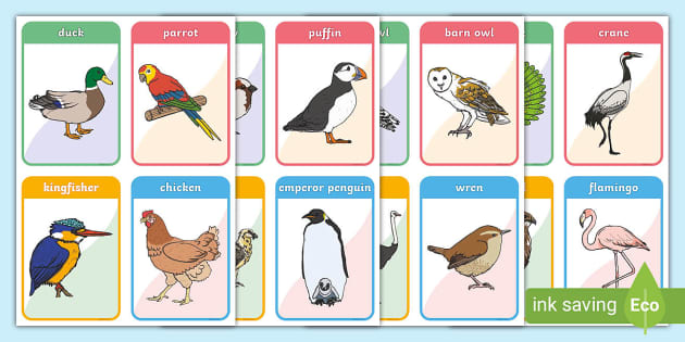 Bird flashcards
