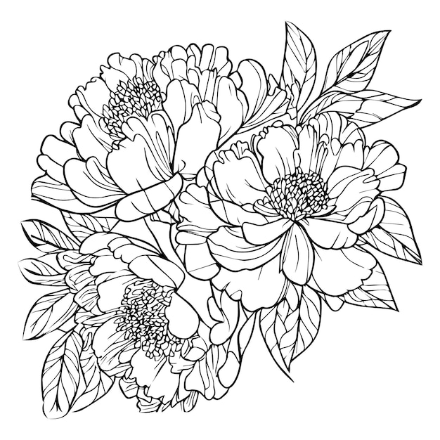 Coloriages de fleurs de pivoine ã imprimer vecteur premium