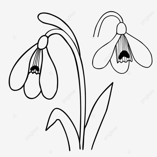 Dibujo a mano alzada flor de campanilla blanca ãºn con hojas png de cerca floral natural png y vector para dcargar gratis