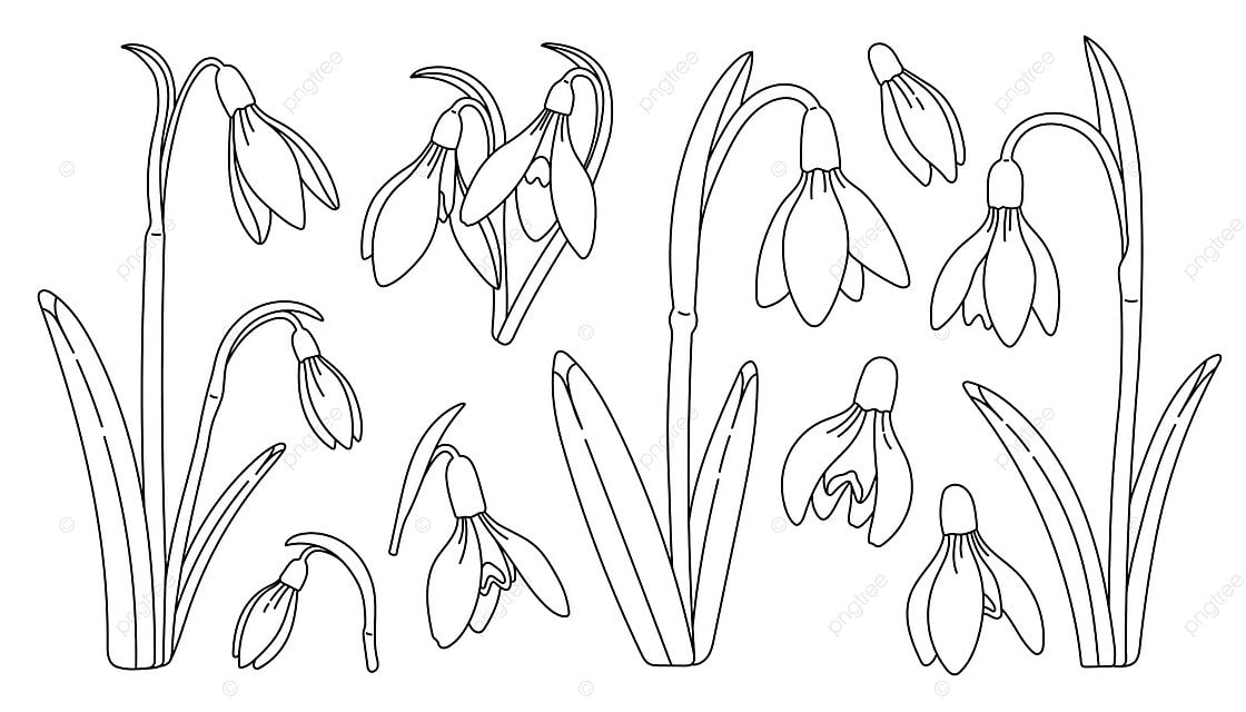 Conjunto blanco y negro de flor de campanilla de invierno un boceto de flor silvtr de primavera que dtaca la belleza de ta planta de flor con arte floral de campanilla de