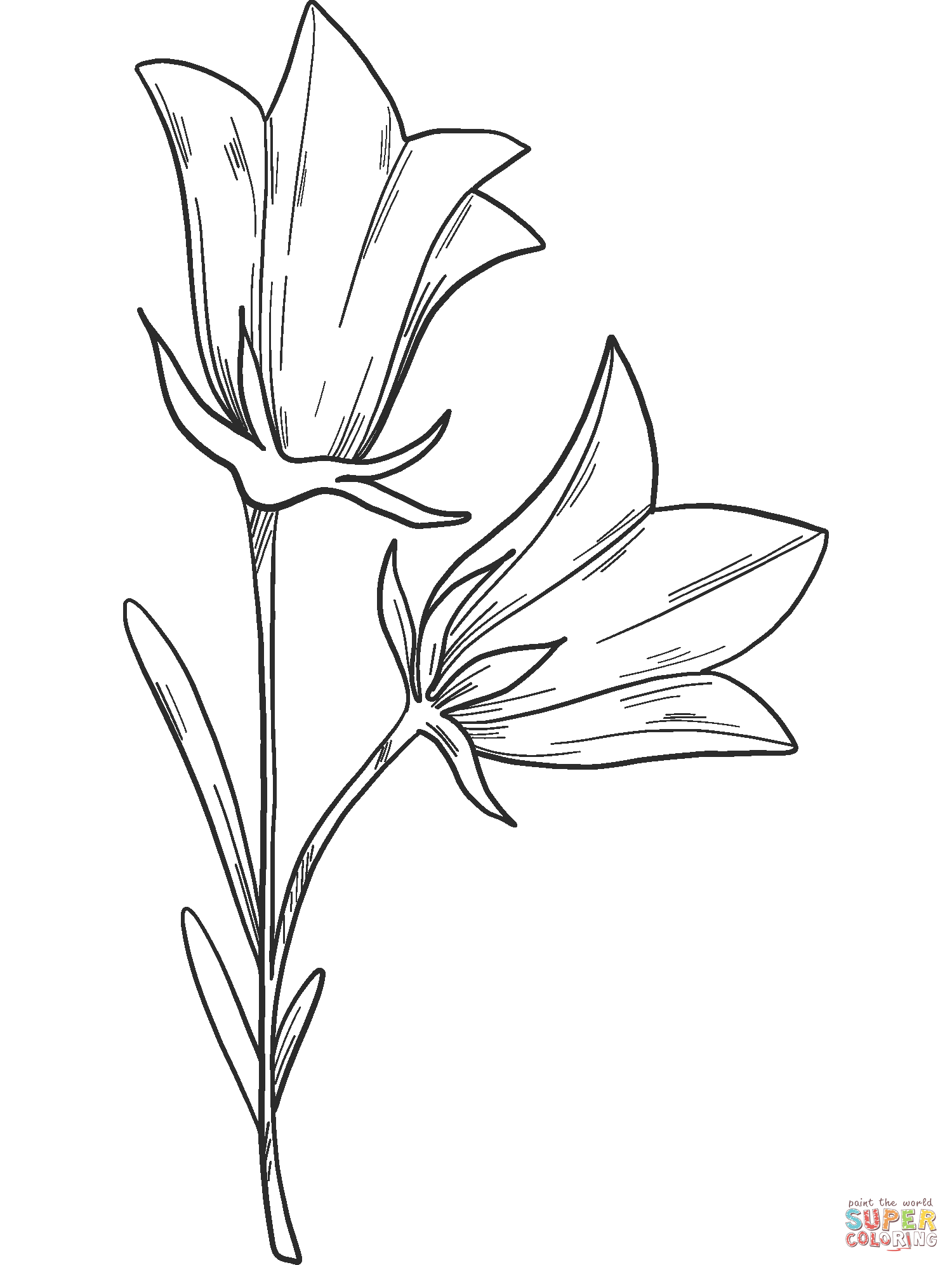 Bell flower coloring page