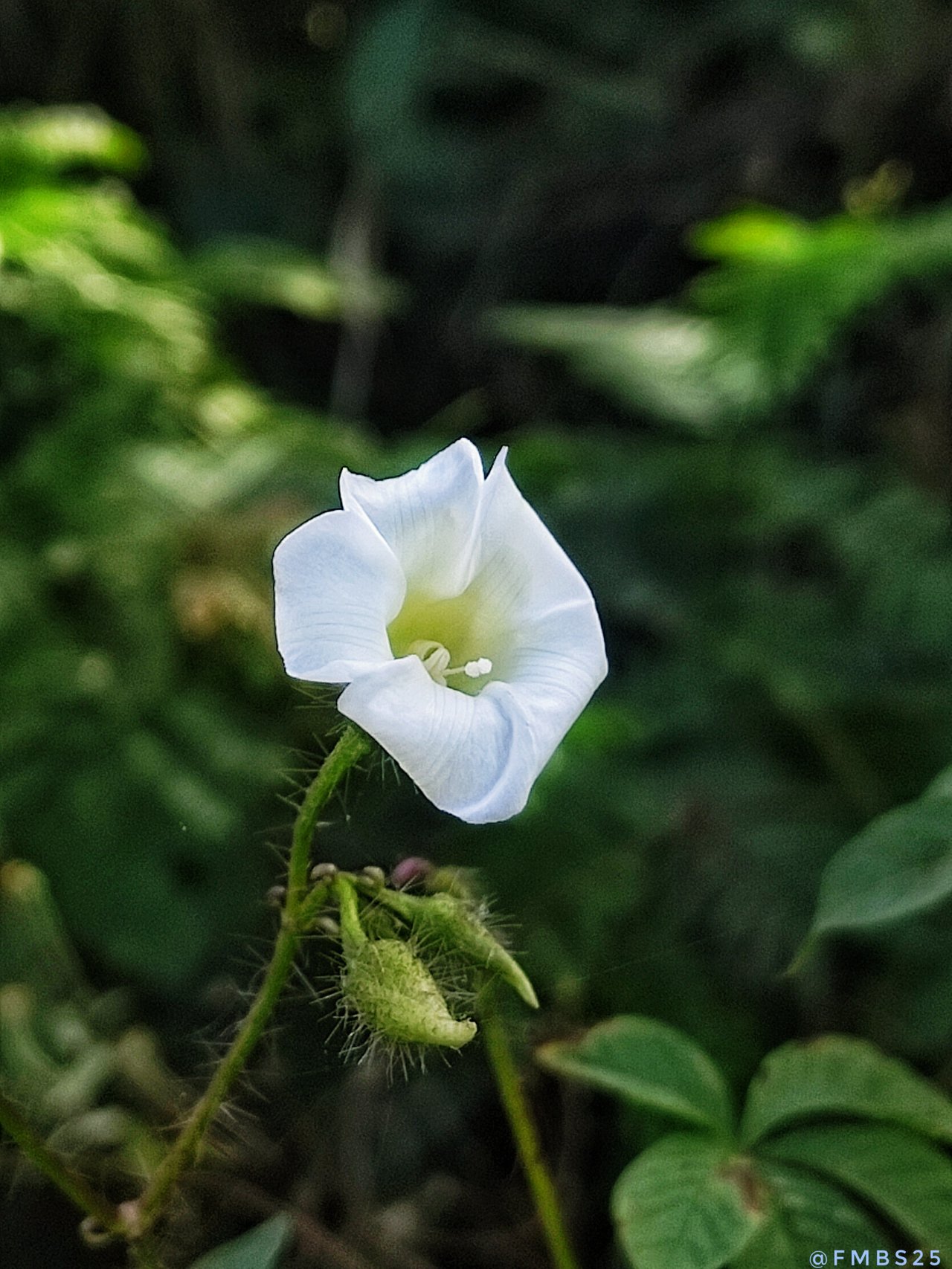 White bellflower