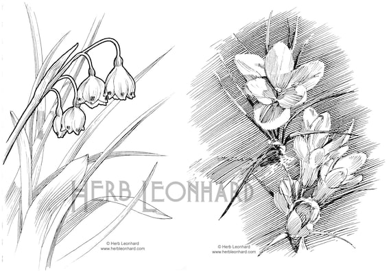 Flor de azafrãn y campanilla de invierno pãgina para colorear para adultos herb leonhard pãginas de cuaderno de bocetos pãgina para colorear digital descarga instantãnea coloraciãn imprimible