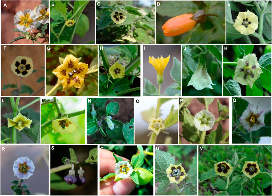 Frontiers taxonomic revision of physalis in mexico