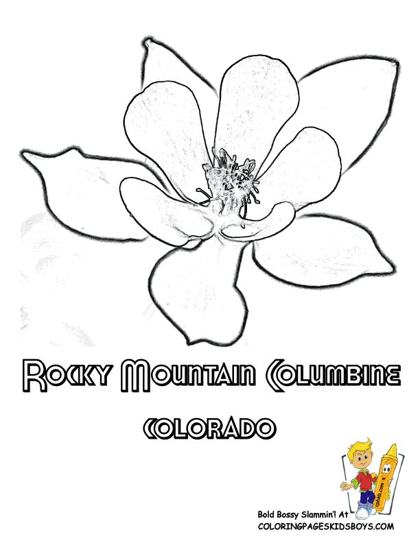 Colorado state flower coloring page rocky mountain columbine flower coloring pages flower coloring sheets coloring pages