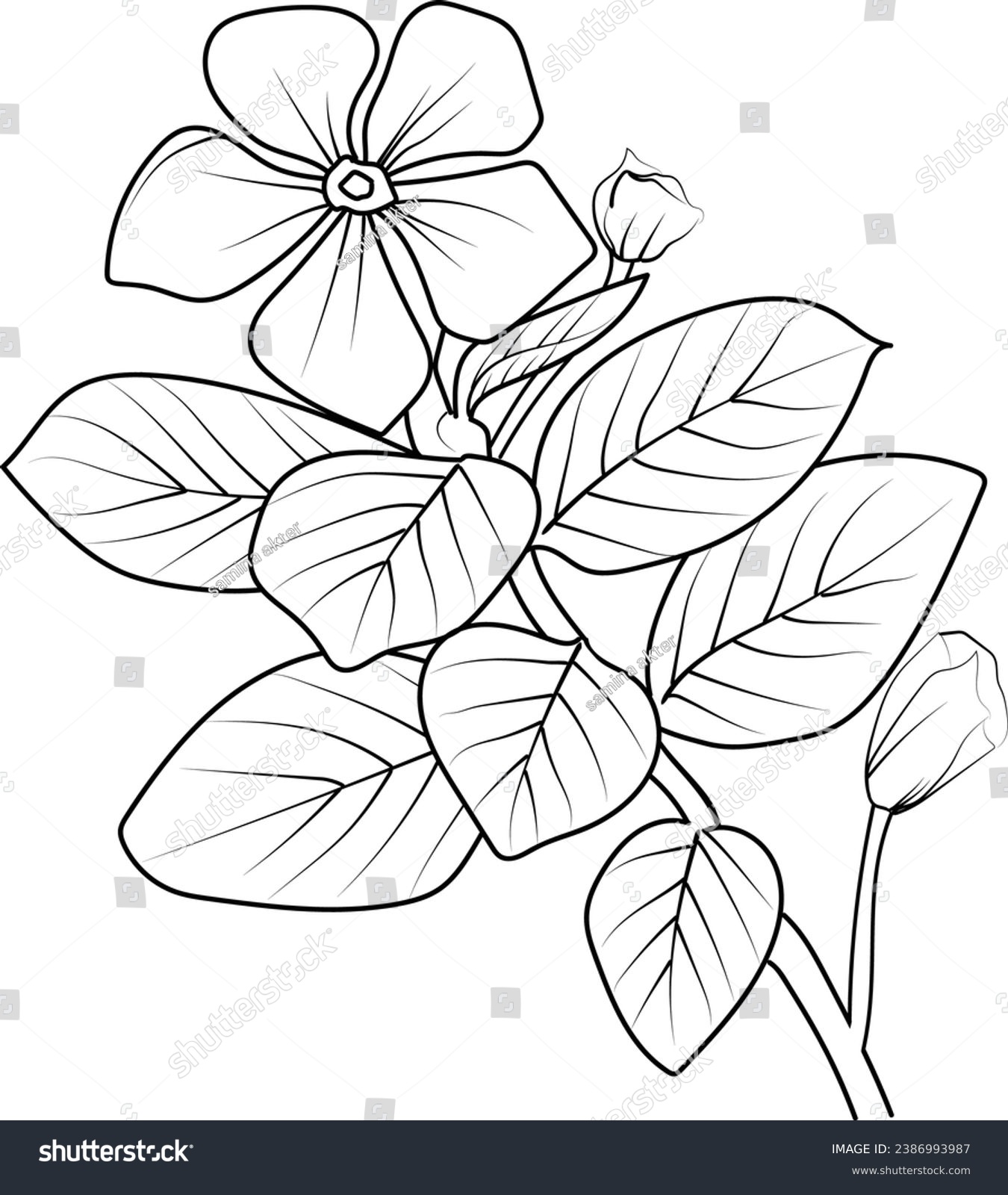 Black periwinkle royalty