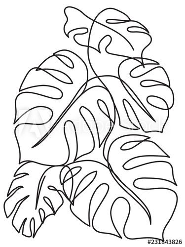 Monstera tropical leaves line art drawing