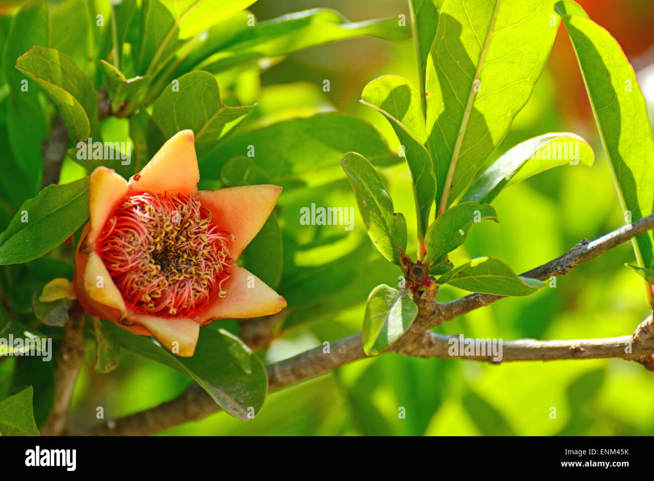 Flor de granada fotografãas e imãgen de alta roluciãn