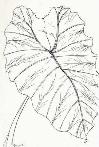 Reminds me of my grandparents elephant ears elephant ears plant tattoo flower drawing