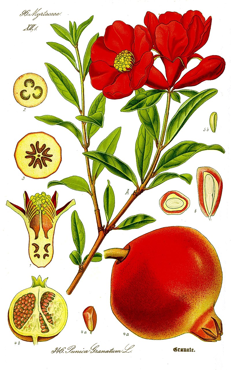 Punica granatum