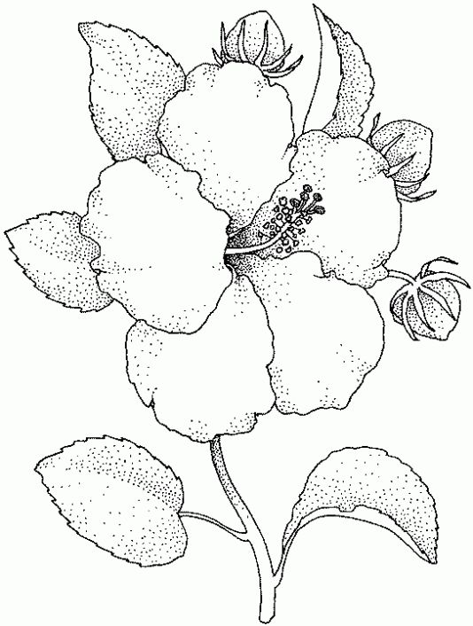 Blumen ausmalbilder pãginas para colorear de flor pãginas para colorear dibujos