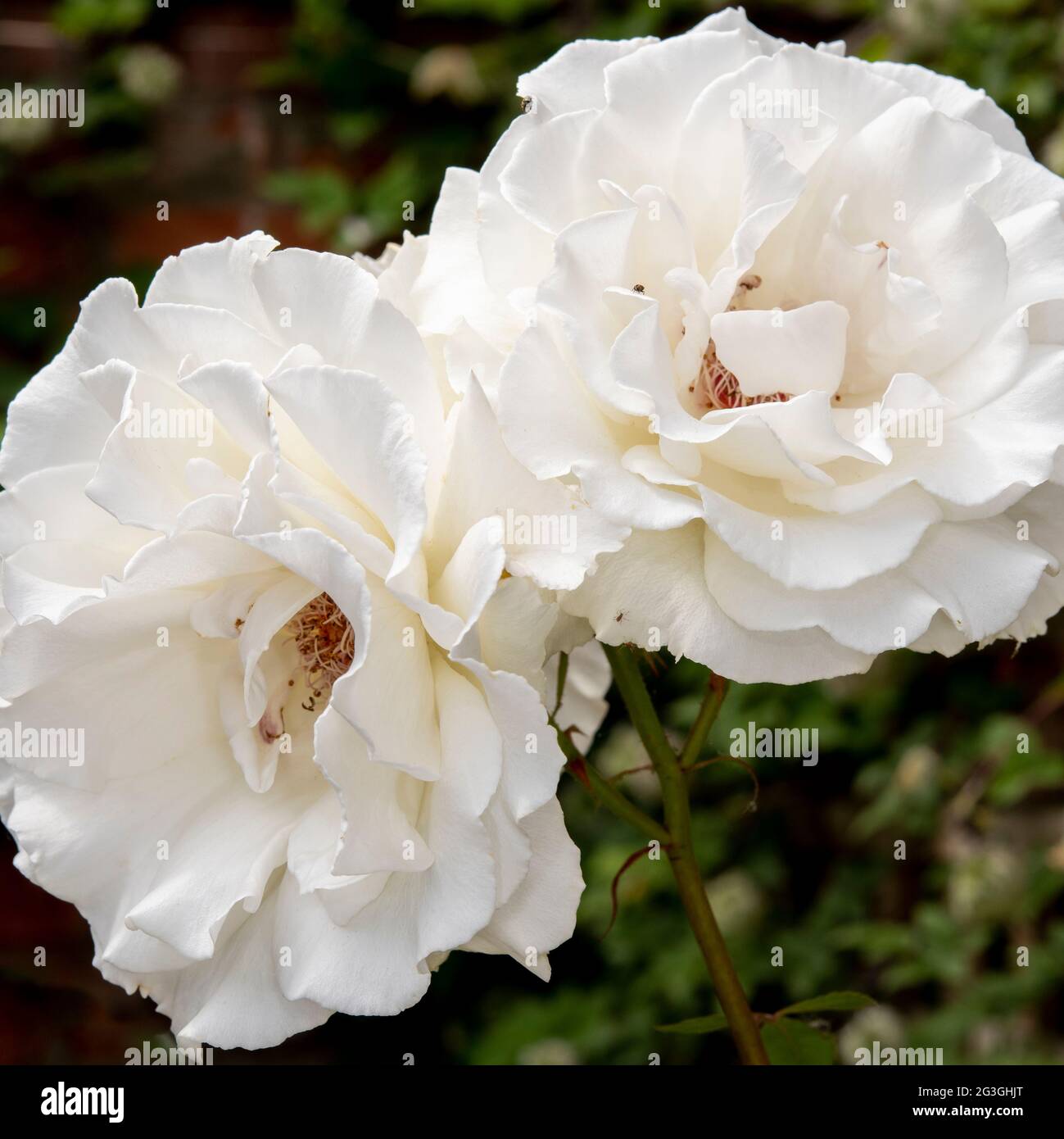 Floribunda rose bush garden hi