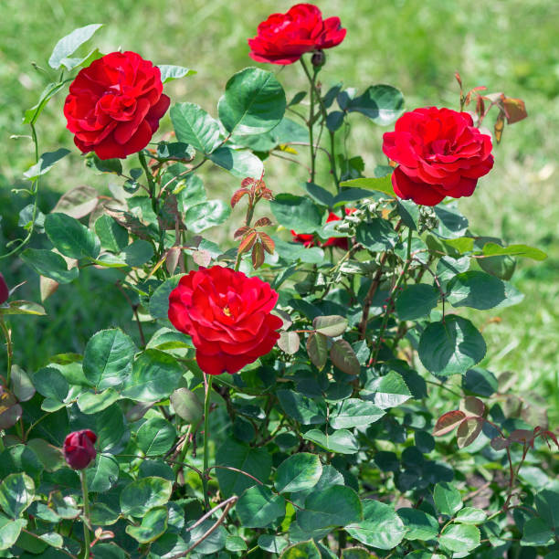 Rosa floribunda iceberg stock photos pictures royalty