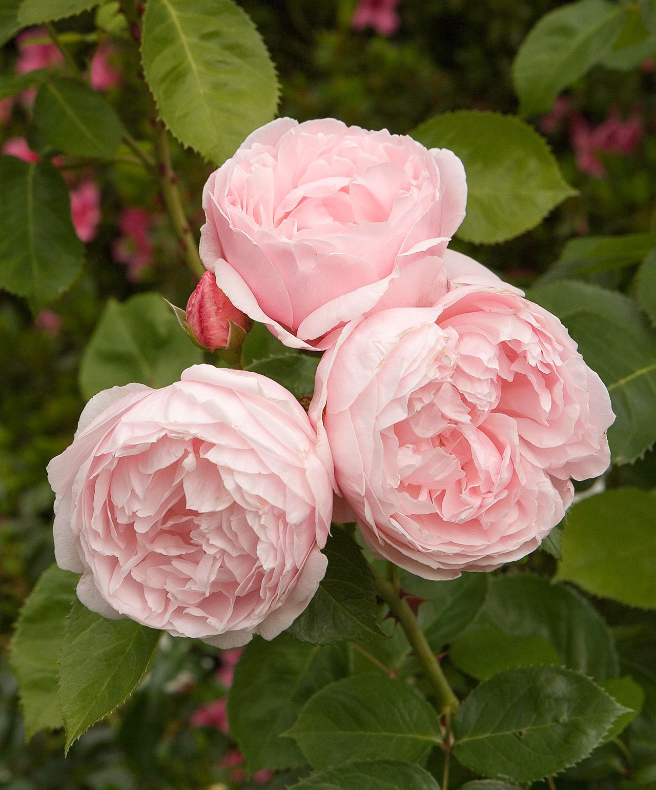 Of the most fragrant roses for sweet scents all season long
