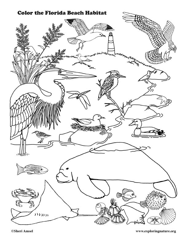 Florida coastal animals coloring page