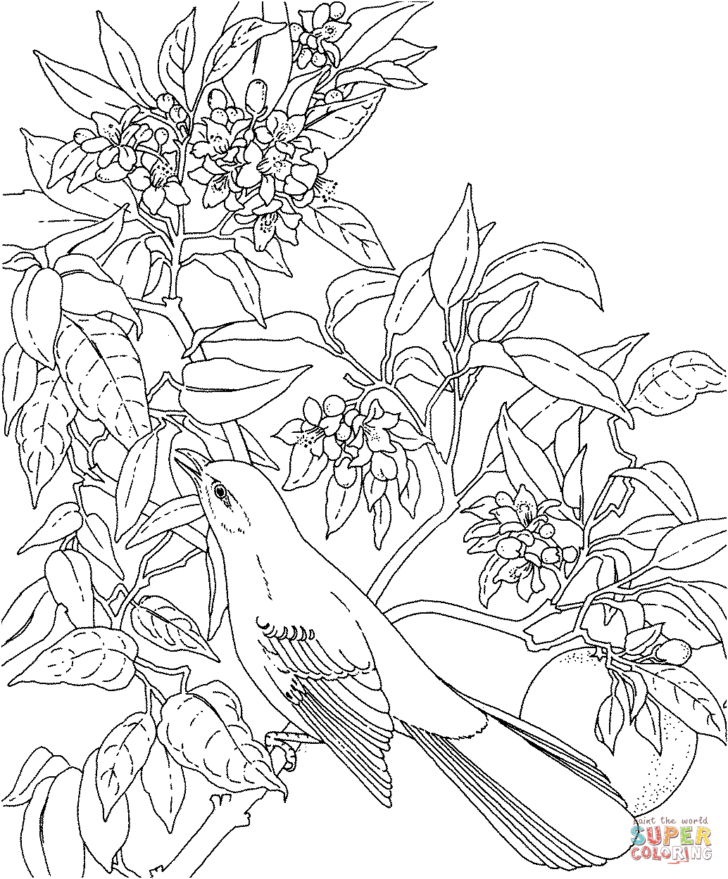 Mockingbird and orange blossom florida state bird and flower coloring page free printable coloring pages