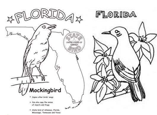 Florida mockingbird coloring page florida state symbol coloring pages dolphin coloring pages princess coloring pages