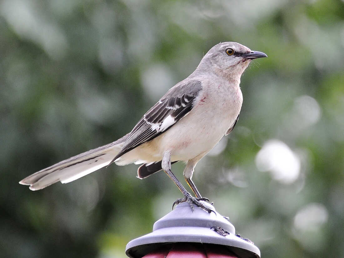 Florida considers switching its state bird from the mockingbird