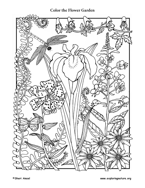 Flower garden coloring