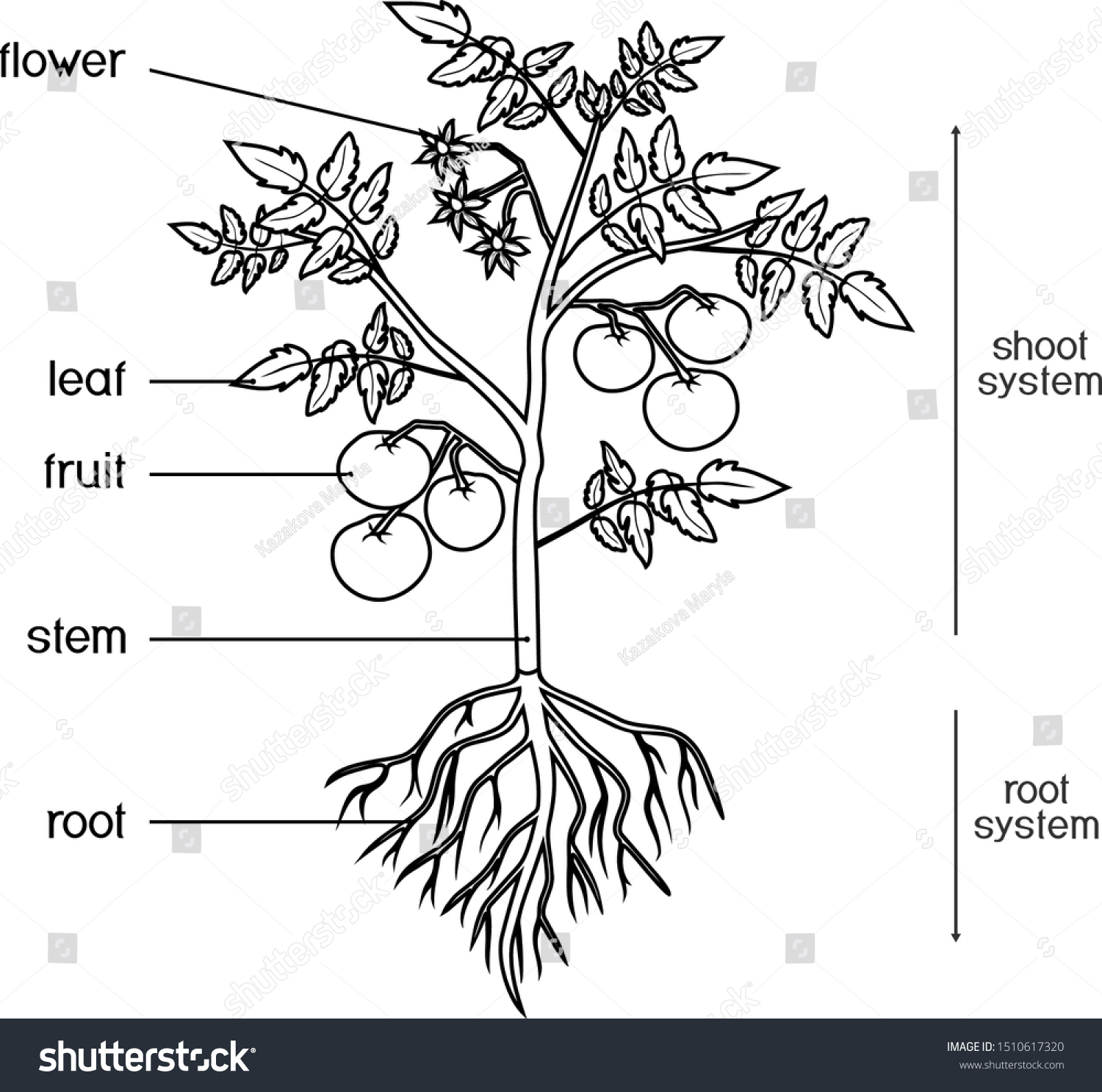 Coloring page parts plant morphology tomato stock vector royalty free
