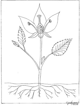 Parts of a flowering plant coloring page by the smiling goat tpt