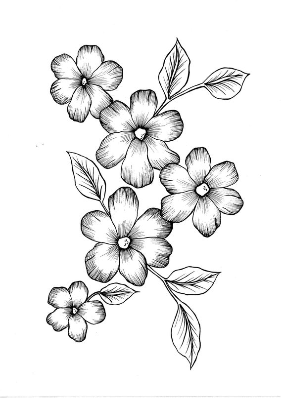 Wild flowers pdf coloring page