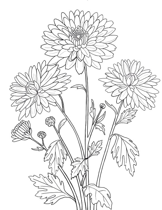 Printable floral coloring sheets coloring pages adult coloring pages kids coloring pages coloring flowers instant download