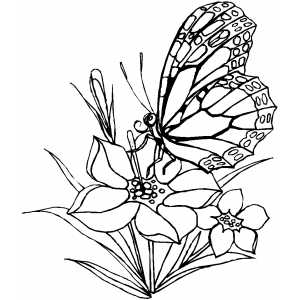 Flower and butterfly coloring sheet