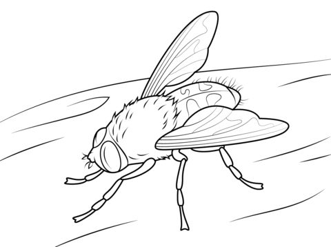 Cluster fly coloring page free printable coloring pages insect coloring pages butterfly coloring page coloring pages
