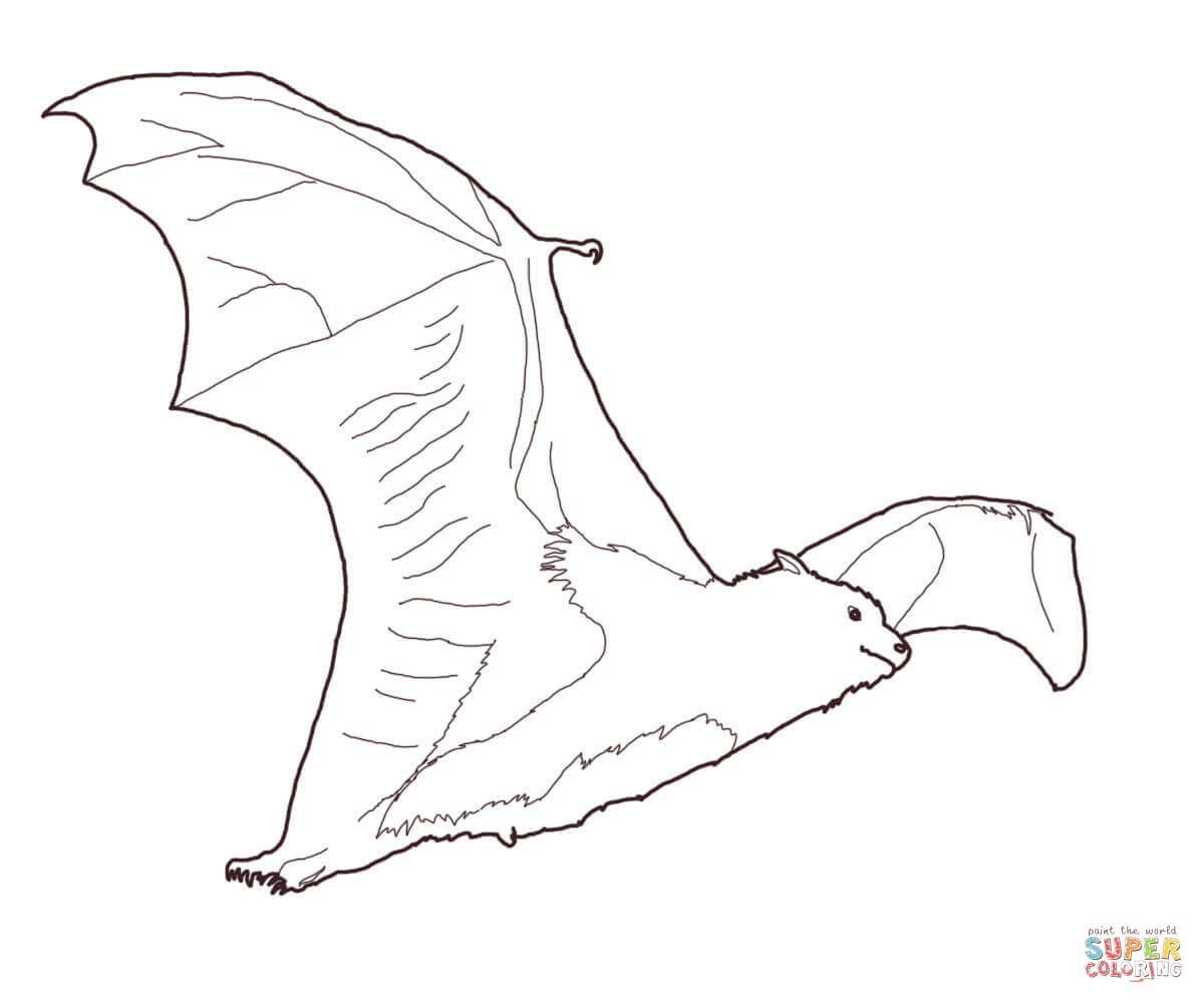 Fruit bat coloring page free printable coloring pages
