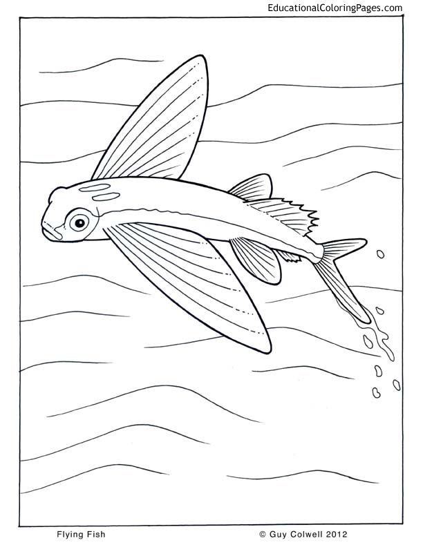 Flying fish colouring picture animals from life of pi fish coloring page coloring pages animal coloring pages
