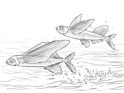 Flying fish coloring pages free coloring pages
