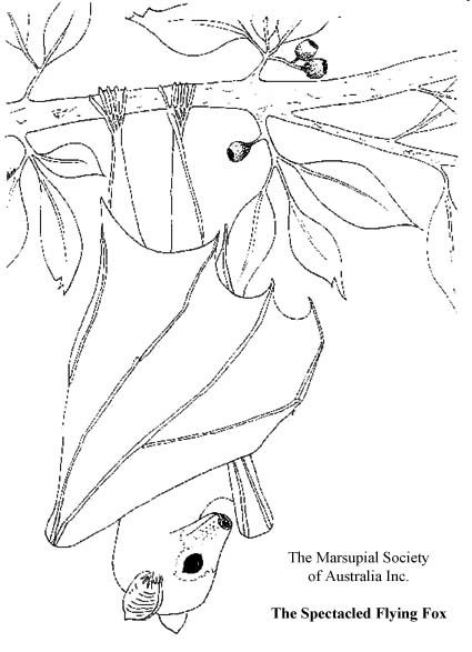 Flying fox bat coloring pages imagenes de murcielagos pãginas para colorear de animales pãginas para colorear