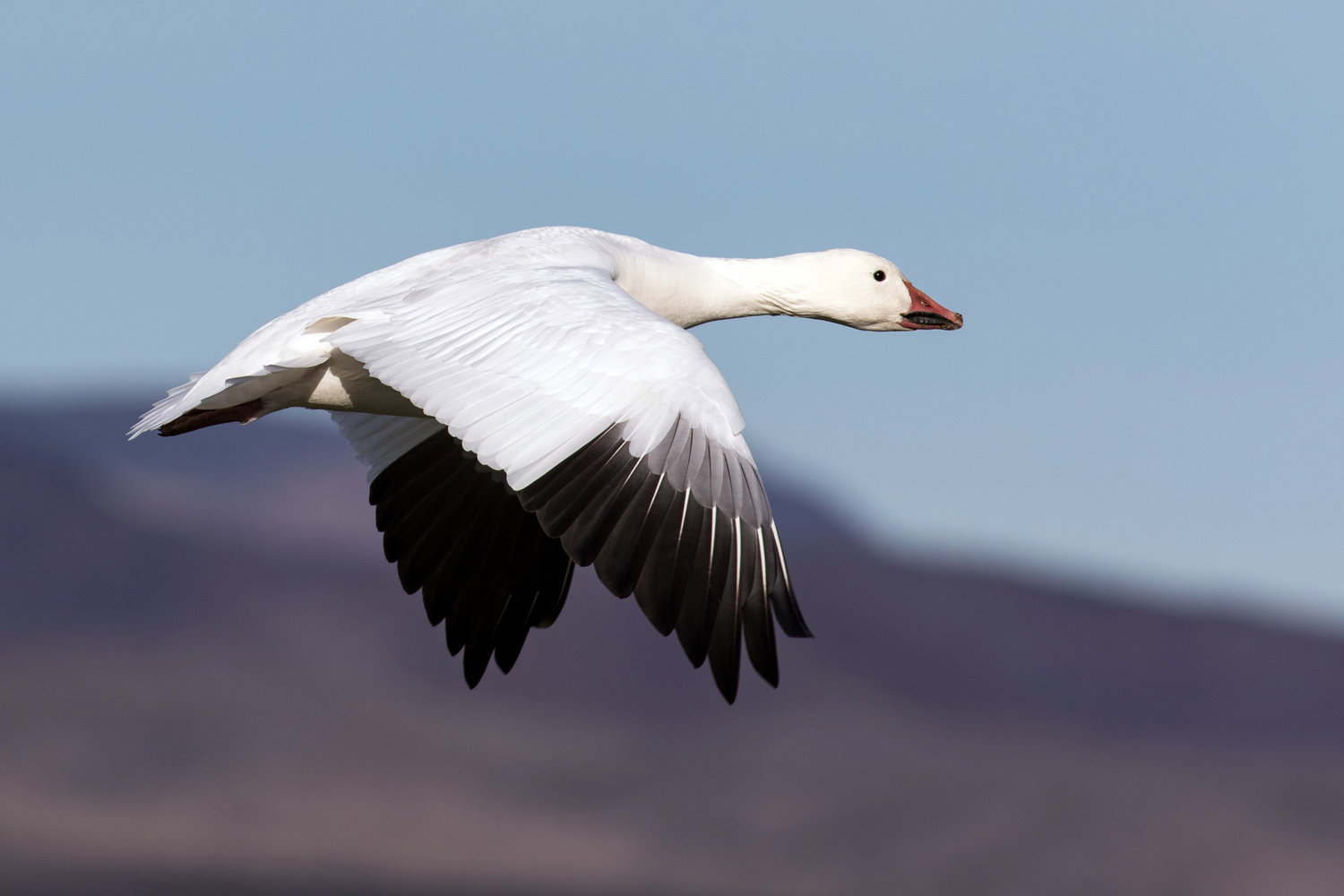 Snow goose â eastside audubon society