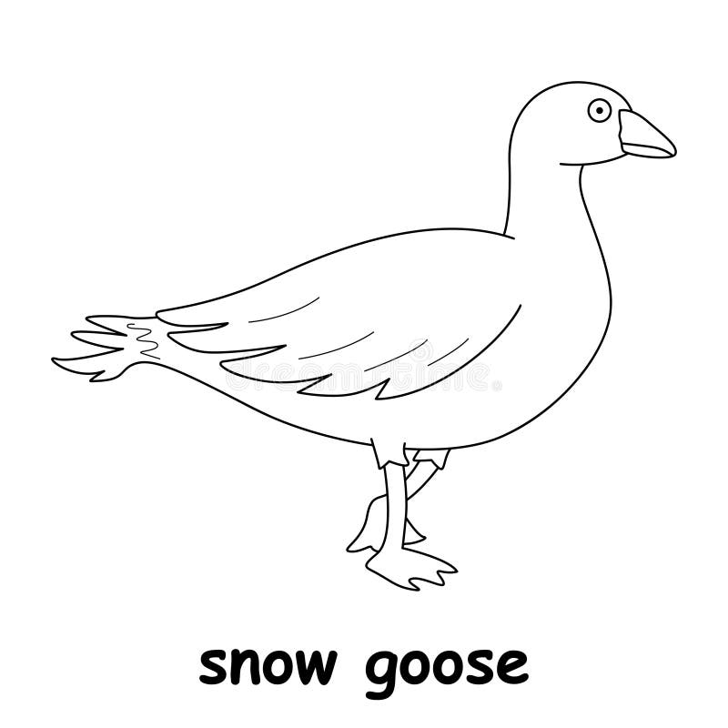 Snow goose stock illustrations â snow goose stock illustrations vectors clipart