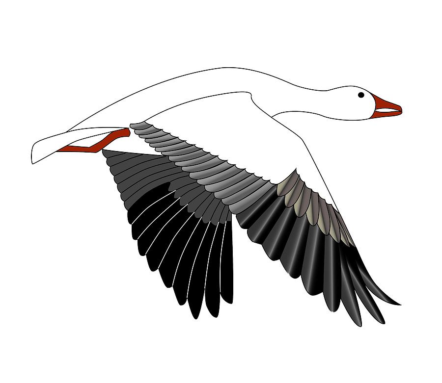 Snow goose digital art by fred croydon
