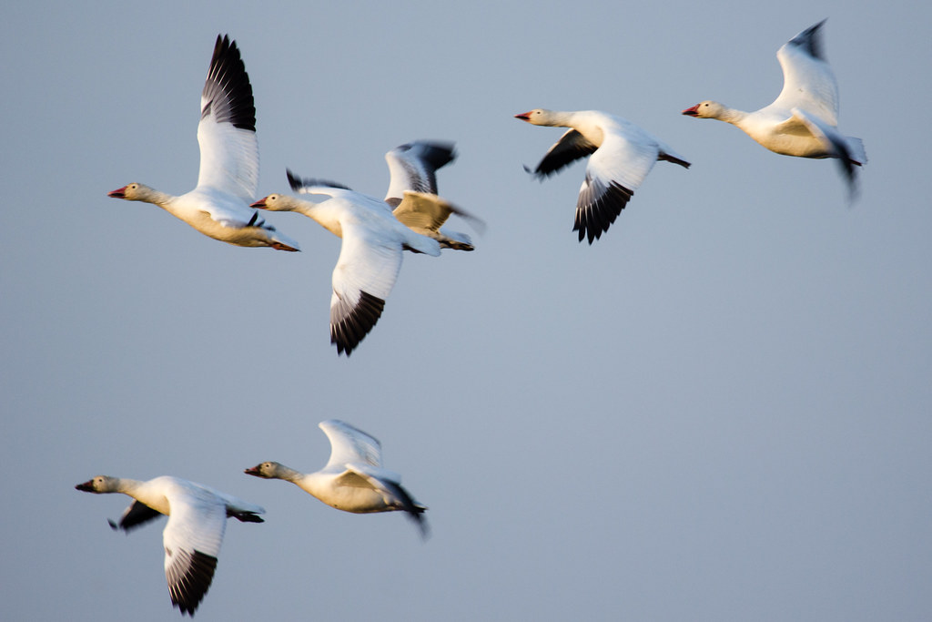 Snow goose