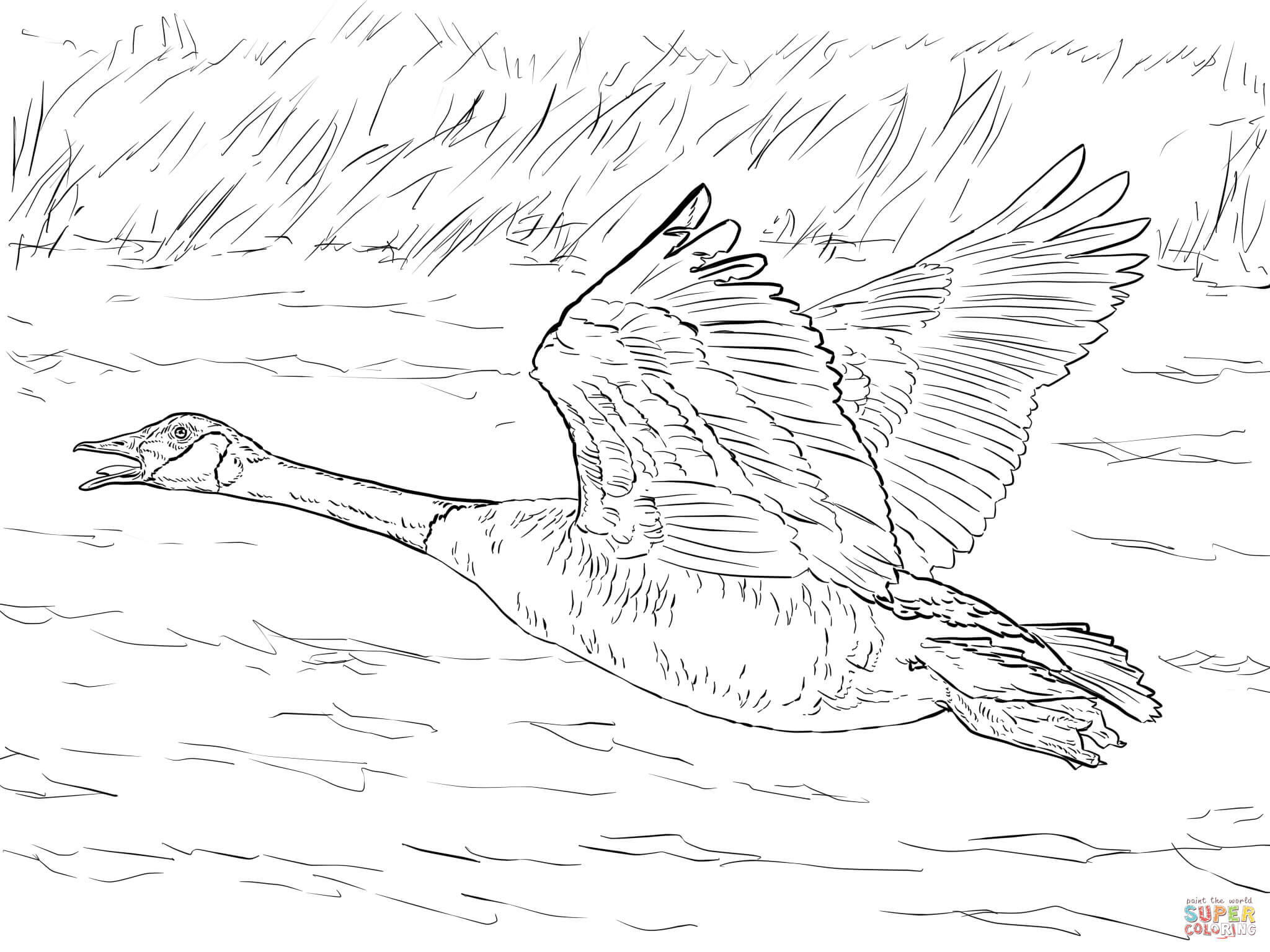 Canada goose in flight coloring page free printable coloring pages