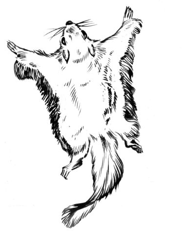 Flying squirrel coloring page from flying squirrels category select from printable crafts of cartoâ squirrel coloring page flying squirrel coloring pages
