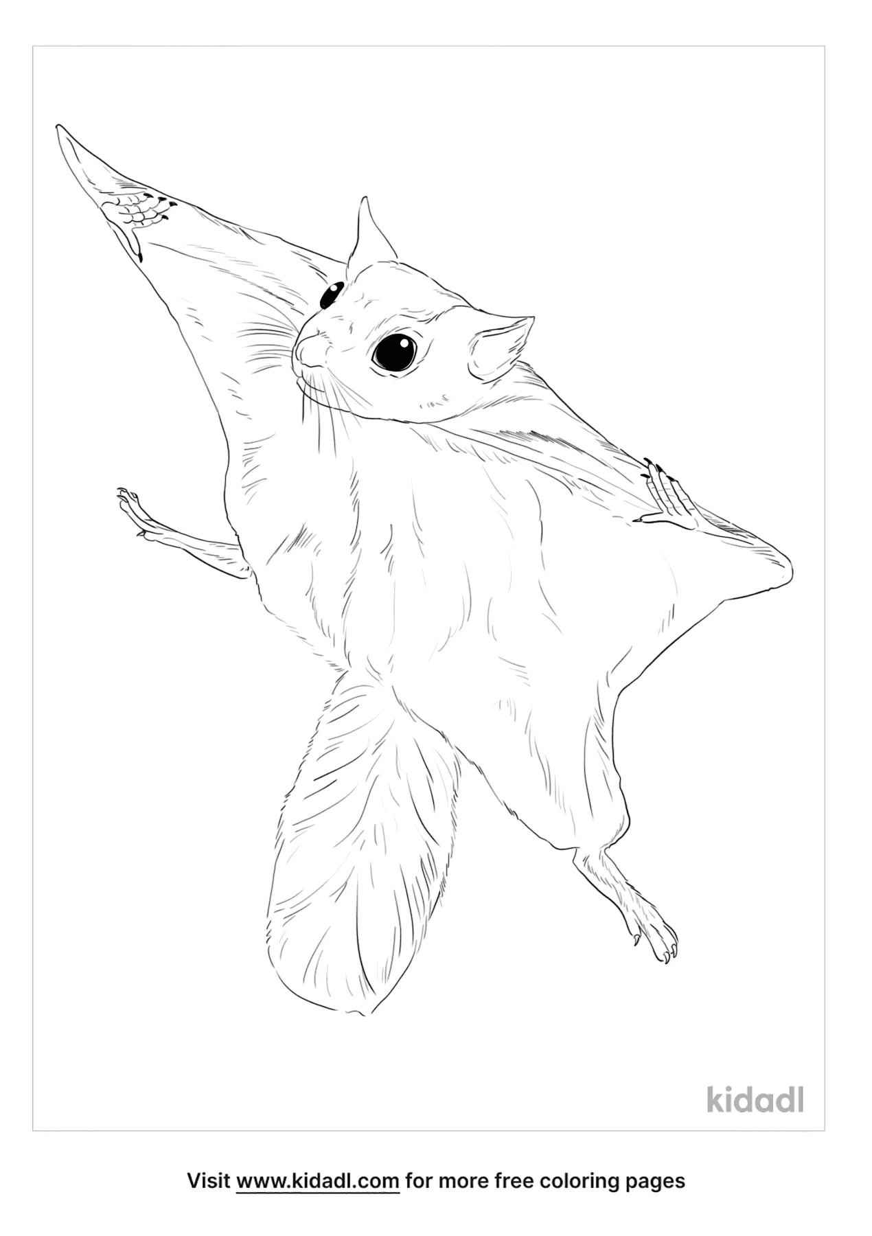 Free southern flying squirrel coloring page coloring page printables