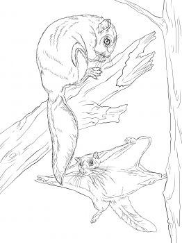 Northern flying squirrel coloring page supercoloring squirrel coloring page flying squirrel animal coloring pages