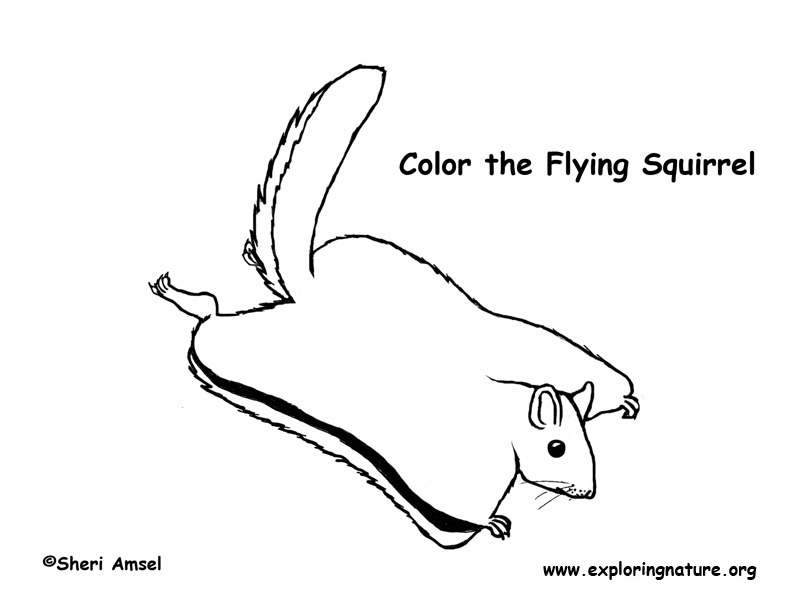 Squirrel flying coloring page
