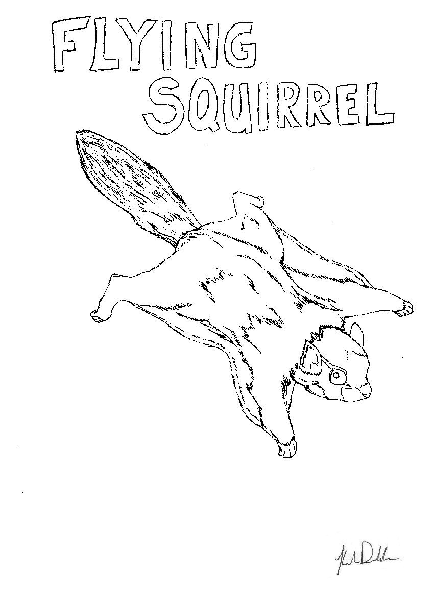 Flying squirrel coloring page adairs animals â adairs animal nuisance trapping