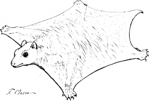 Flying squirrels coloring pages free coloring pages