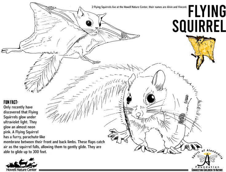 Flying squirrel coloring pages flying squirrel colouring pages